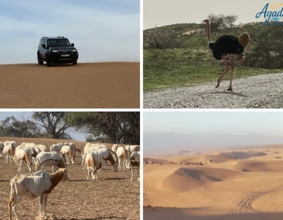 Excursion Privée en Jeep 4x4 : Safari d'une Journée au Parc National de Souss-Massa