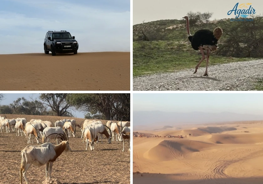 Excursion Privée en Jeep 4x4 : Safari d'une Journée au Parc National de Souss-Massa