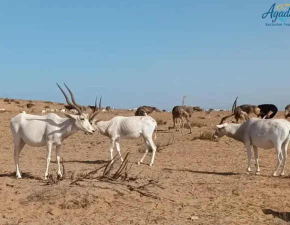 Excursion privée au Parc National de Souss-Massa – Demi-journée nature