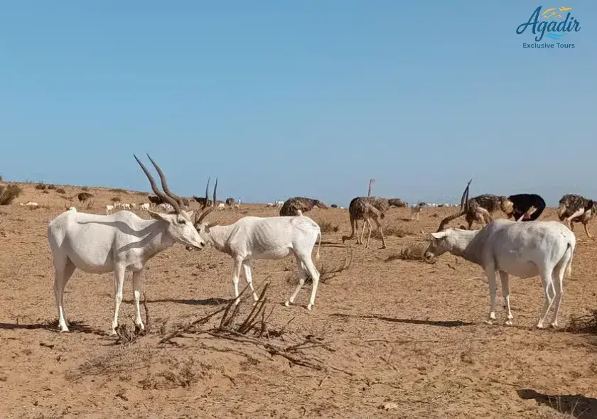 Excursion privée au Parc National de Souss-Massa – Demi-journée nature
