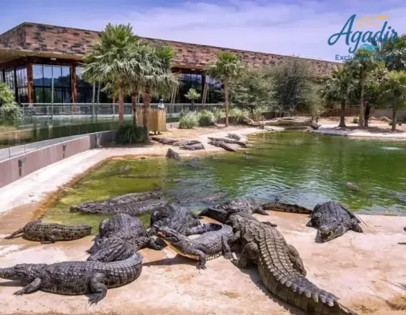 Aventure au Crocoparc d’Agadir