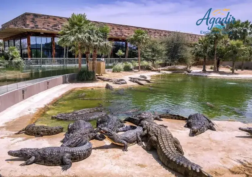Aventure au Crocoparc d’Agadir
