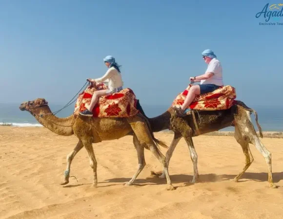 Balade à Dos de Dromadaire – Dunes, Forêt d’Eucalyptus et Oued Souss