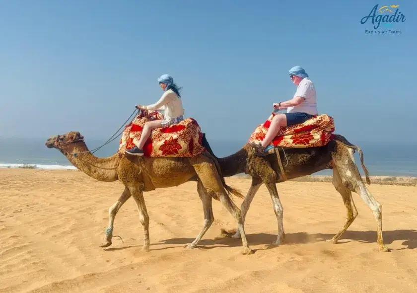 Balade à Dos de Dromadaire – Dunes, Forêt d’Eucalyptus et Oued Souss