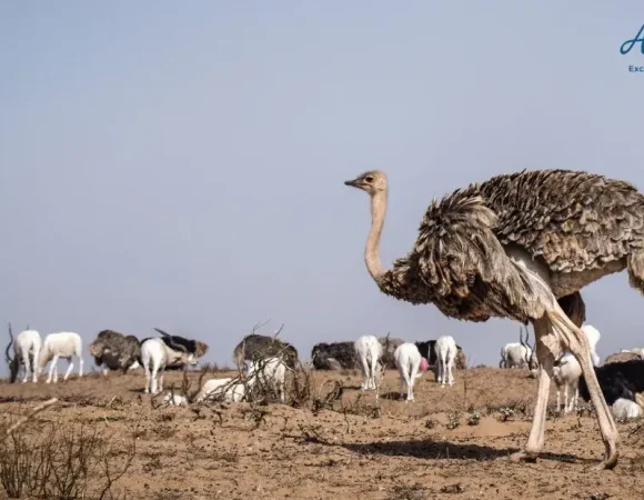 Parc National de Souss-Massa : excursion nature incontournable depuis Agadir